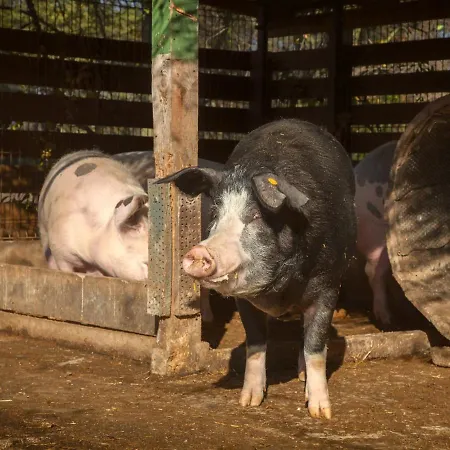 Wierzbowe Ranczo - Blisko Suntago Budy Michalowskie