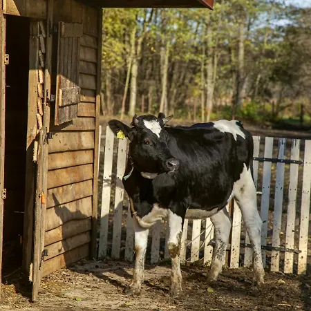 Wierzbowe Ranczo Farm stay *