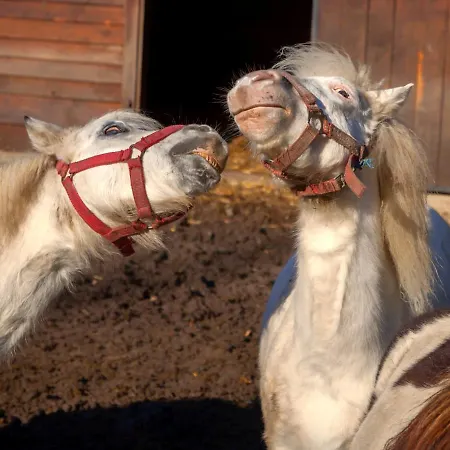 팜스테이 Wierzbowe Ranczo - Blisko Suntago