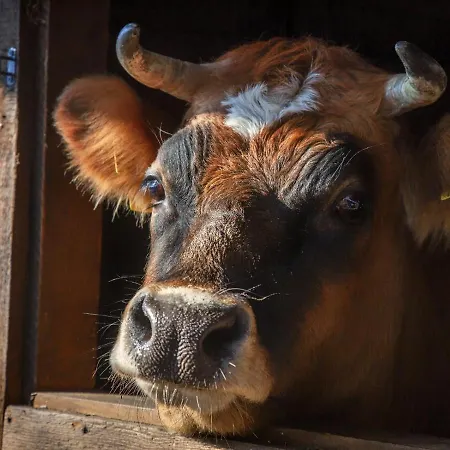 Wierzbowe Ranczo - Blisko Suntago 팜스테이 Budy Michalowskie