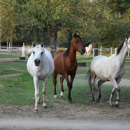 Wierzbowe Ranczo Farm stay Budy Michalowskie