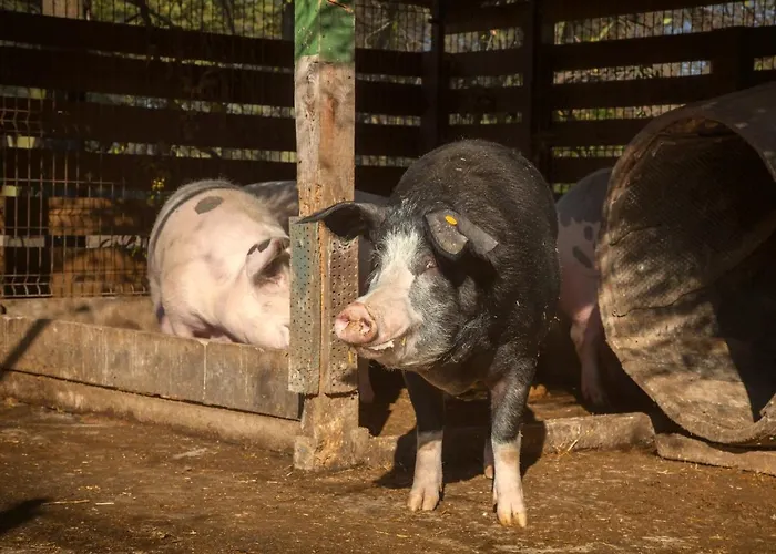 Wierzbowe Ranczo - Blisko Suntago Budy Michalowskie