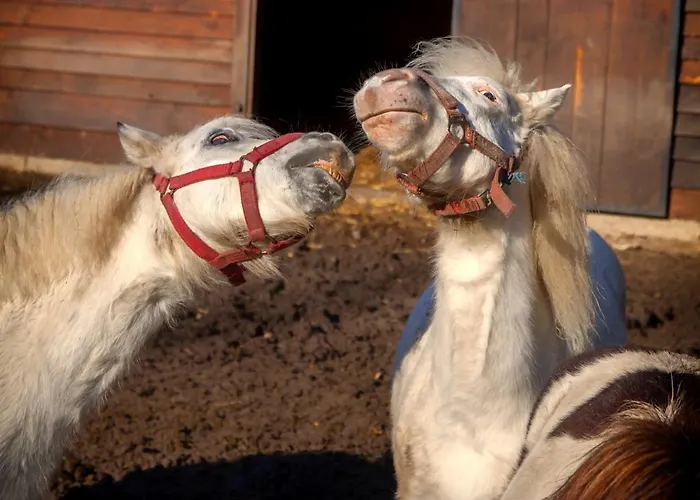 Séjour à la ferme Wierzbowe Ranczo - Blisko Suntago