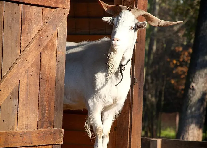 Wierzbowe Ranczo - Blisko Suntago Budy Michalowskie