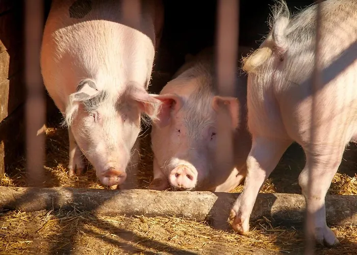 Wierzbowe Ranczo - Blisko Suntago