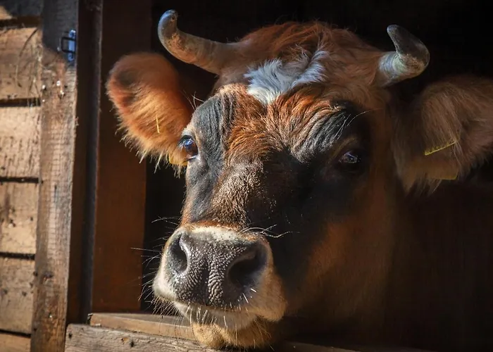 Wierzbowe Ranczo - Blisko Suntago Séjour à la ferme Budy Michalowskie