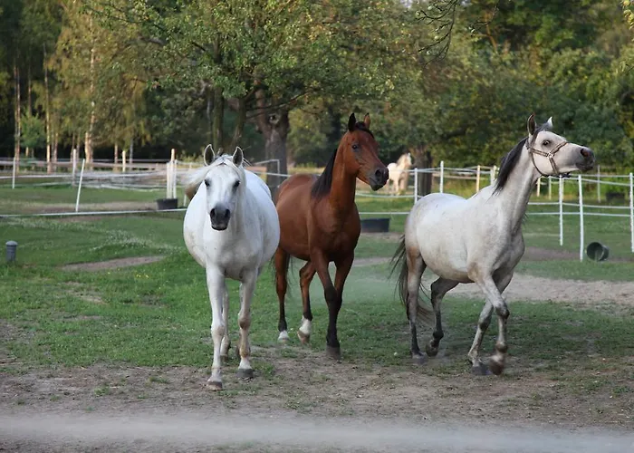 Wierzbowe Ranczo - Blisko Suntago Séjour à la ferme Budy Michalowskie
